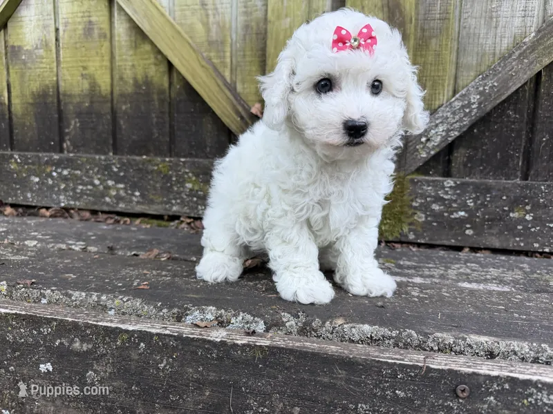 Penny – Bichon Frise puppy for sale in Springfield, MO