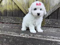Penny, a female Bichon Frise for sale in Springfield, MO – 1 of 10