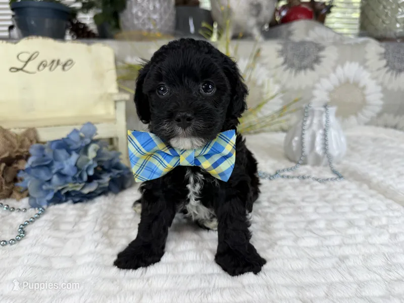 Isaac – Havapoo puppy for sale in Springfield, MO