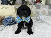 Isaac, a male Havapoo for sale in Springfield, MO – 1 of 10