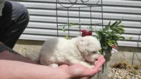 Casper, a male Bichon Frise for sale in Springfield, MO – 4 of 9