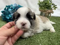Oscar , a male Mal Shi for sale in Springfield, MO – 3 of 7