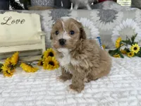 Isaiah , a male Havapoo for sale in Springfield, MO – 2 of 10