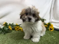 Trent, a male Mal Shi for sale in Springfield, MO – 7 of 10