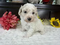 Eden, a female Aussiedoodle for sale in Springfield, MO – 3 of 8