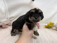 Nichole, a female Havanese for sale in Springfield, MO – 2 of 8