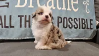 Toy size Caleb blue eyes !!!, a male Aussiedoodle for sale in Springfield, MO – 6 of 10