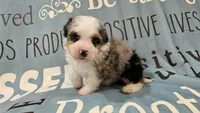Toy size Conley blue eyes!!!, a male Aussiedoodle for sale in Springfield, MO – 9 of 10
