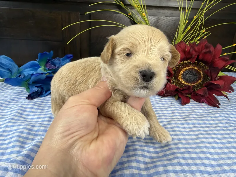 Pickles – Havapoo puppy for sale in Springfield, MO