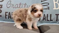Toy size Clover blue eyes!!, a male Aussiedoodle for sale in Springfield, MO – 9 of 10