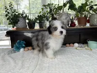 Toy size Conley blue eyes!!!, a male Aussiedoodle for sale in Springfield, MO – 4 of 9