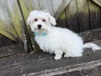 Ben, a male Maltese for sale in Springfield, MO – 9 of 9