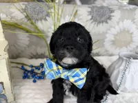 Isaac, a male Havapoo for sale in Springfield, MO – 9 of 10