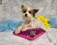 Domino, a female Yorkshire Terrier for sale in Springfield, MO – Photo 3 of 4