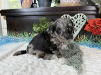 Matrix, a male Aussiedoodle for sale in Springfield, MO – 5 of 10