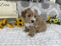 Isaiah , a male Havapoo for sale in Springfield, MO – 5 of 10