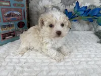 Keeton tiny toy size , a male Aussiedoodle for sale in Springfield, MO – 7 of 10