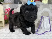 Isabella, a female Havapoo for sale in Springfield, MO – 8 of 10