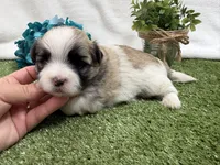 Oscar , a male Mal Shi for sale in Springfield, MO – 5 of 7