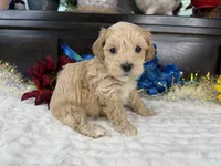 Jace, a male Havapoo for sale in Springfield, MO – 5 of 10