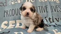 Toy size Conley blue eyes!!!, a male Aussiedoodle for sale in Springfield, MO – 4 of 10