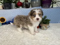 Toy size Clover blue eyes!!, a male Aussiedoodle for sale in Springfield, MO – 3 of 10