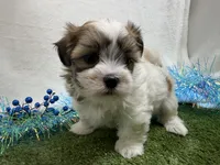 Luka, a male Mal Shi for sale in Springfield, MO – 4 of 9