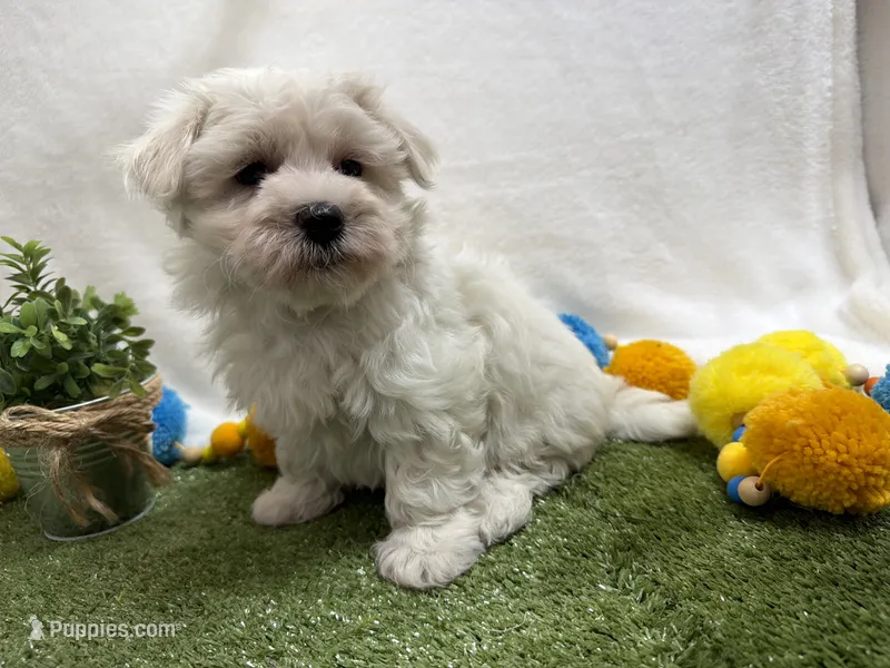 Ben – Maltese puppy for sale in Springfield, MO