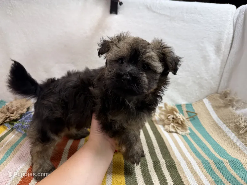 Scout – Havanese puppy for sale in Springfield, MO