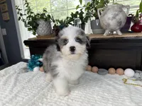 Toy size Conley blue eyes!!!, a male Aussiedoodle for sale in Springfield, MO – 7 of 9