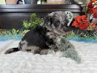 Matrix, a male Aussiedoodle for sale in Springfield, MO – 4 of 10