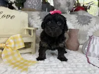 Indie, a female Havapoo for sale in Springfield, MO – 8 of 8