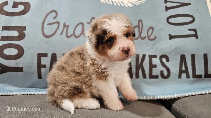 Toy size Clover blue eyes!! – Aussiedoodle puppy for sale in Springfield, MO