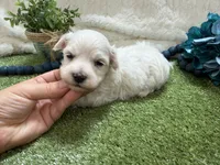 Ben, a male Maltese for sale in Springfield, MO – 3 of 6