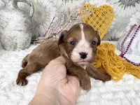 Zoe, a female Cavapoo for sale in Springfield, MO – 7 of 8