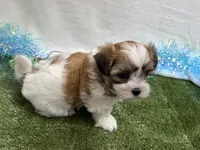 Luka, a male Mal Shi for sale in Springfield, MO – 7 of 9