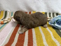 Chip, a male Havanese for sale in Springfield, MO – 8 of 8