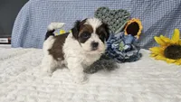 Tiny Charlie , a male Shihpoo for sale in Springfield, MO – 8 of 10