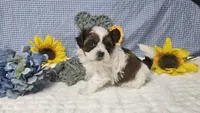 Tiny Charlie , a male Shihpoo for sale in Springfield, MO – 7 of 10