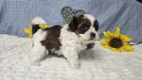 Tiny Charlie , a male Shihpoo for sale in Springfield, MO – 6 of 10