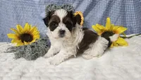 Tiny Charlie , a male Shihpoo for sale in Springfield, MO – 2 of 10