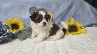 Tiny Charlie , a male Shihpoo for sale in Springfield, MO – 9 of 10