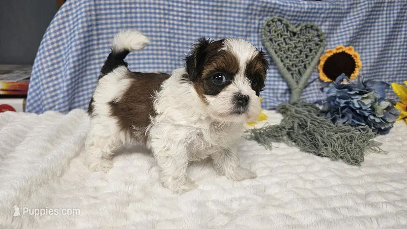 Tiny Charlie  – Shihpoo puppy for sale in Springfield, MO