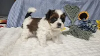 Tiny Charlie , a male Shihpoo for sale in Springfield, MO – 1 of 10