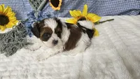 Tiny Charlie , a male Shihpoo for sale in Springfield, MO – 3 of 10