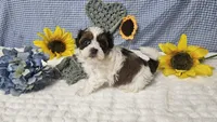 Tiny Charlie , a male Shihpoo for sale in Springfield, MO – 10 of 10
