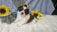 Tiny Charlie , a male Shihpoo for sale in Springfield, MO – 5 of 10