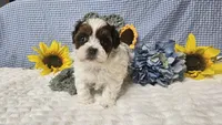 Tiny Charlie , a male Shihpoo for sale in Springfield, MO – 4 of 10