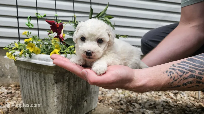 Casper – Bichon Frise puppy for sale in Springfield, MO
