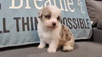 Toy size Caleb blue eyes !!!, a male Aussiedoodle for sale in Springfield, MO – 2 of 10